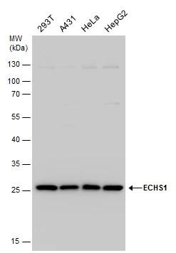 ECHS1 Antibody - BSA Free