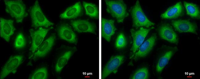 eIF4GII Antibody