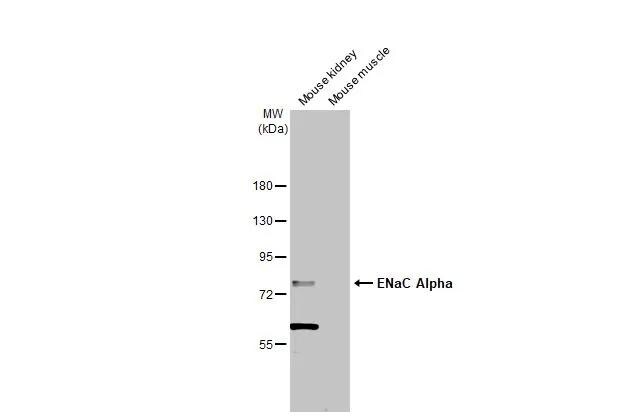 epithelial Sodium Channel alpha Antibody - BSA Free