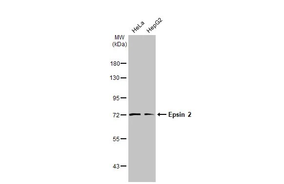 Epsin-2 Antibody