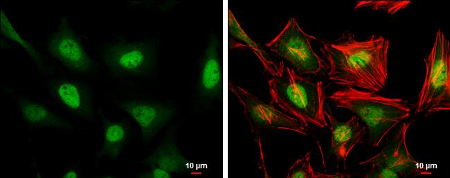 ERF Antibody