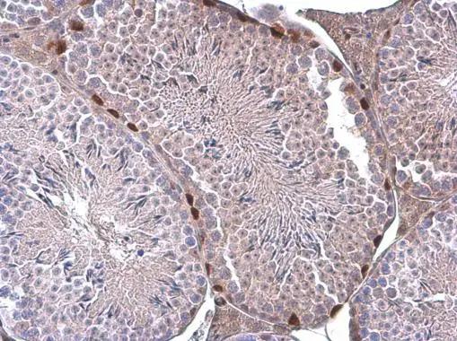 ERF Antibody