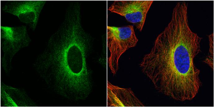 ERp57/PDIA3 Antibody