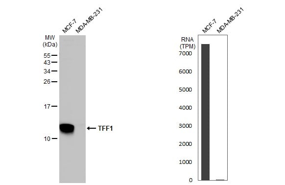 TFF1/pS2 Antibody - BSA Free