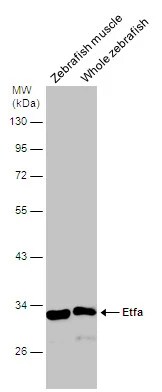 ETFA Antibody