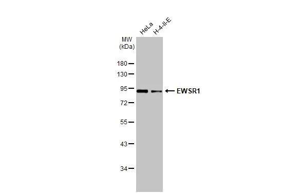 EWSR1 Antibody - BSA Free