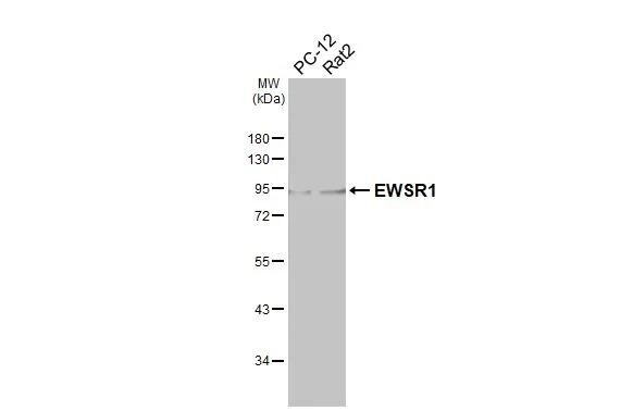 EWSR1 Antibody - BSA Free