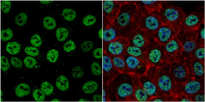 Exonuclease 1 Antibody - BSA Free