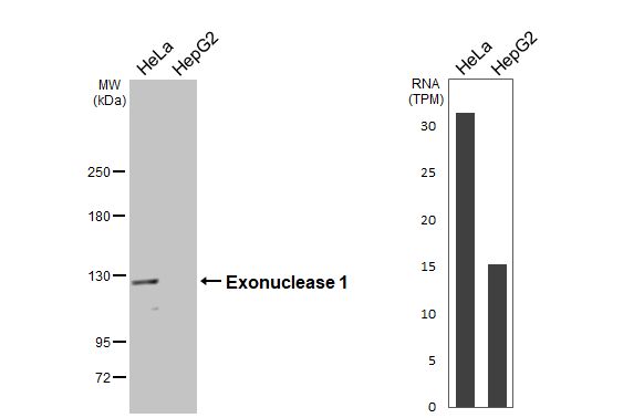 Exonuclease 1 Antibody - BSA Free