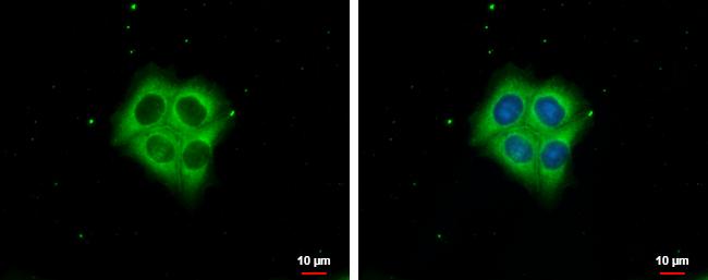 Ezrin Antibody - BSA Free