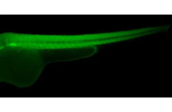 Ezrin Antibody - BSA Free