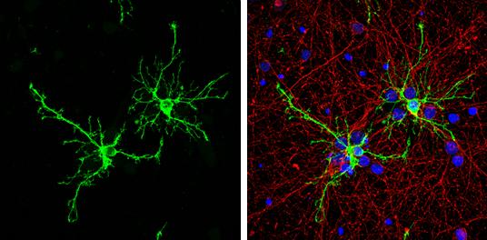 FABP7/B-FABP Antibody - BSA Free