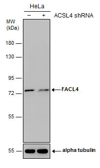 FACL4 Antibody - BSA Free