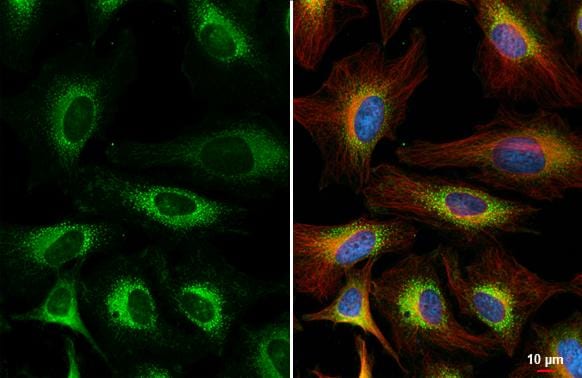 FACL4 Antibody