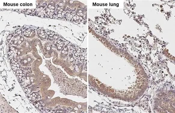 FACL4 Antibody