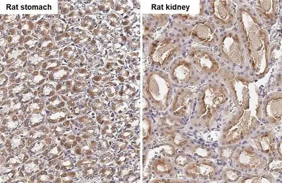 FACL4 Antibody