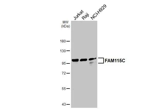 FAM115C Antibody - BSA Free