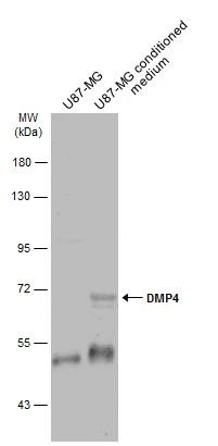 FAM20C Antibody