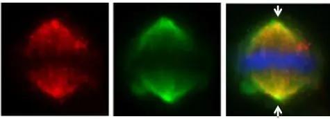 FAM29A Antibody - BSA Free