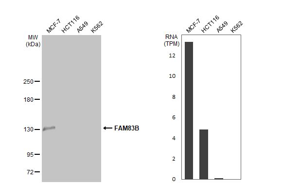 FAM83B Antibody - BSA Free