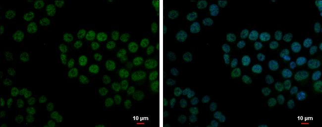 FCP1 Antibody - BSA Free