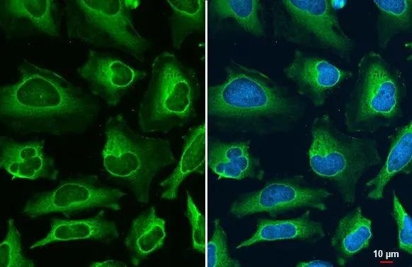 FDPS Antibody - BSA Free