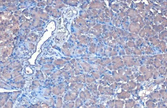 FDPS Antibody - BSA Free