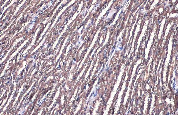 FDPS Antibody - BSA Free