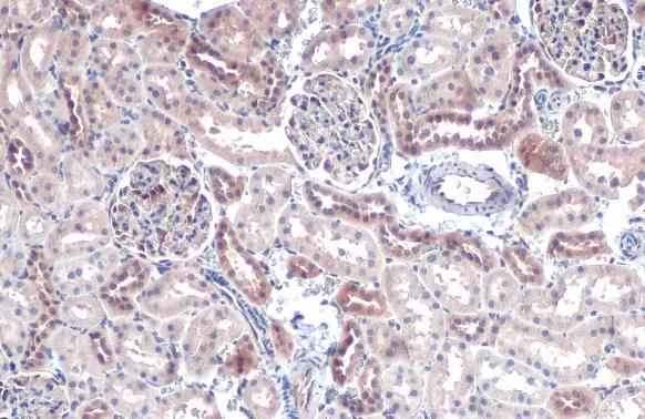 FDPS Antibody - BSA Free