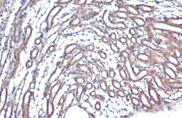 FDPS Antibody - BSA Free