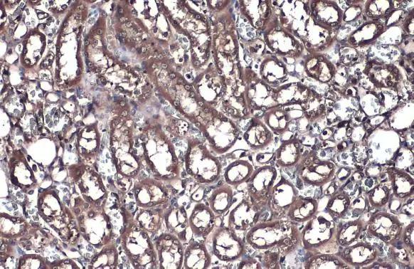 FDPS Antibody - BSA Free