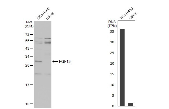 FGF-13 Antibody - BSA Free