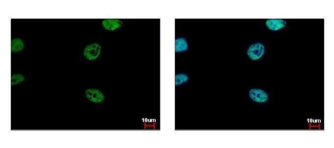 FLI1 Antibody - BSA Free