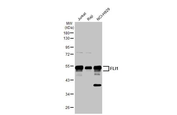 FLI1 Antibody - BSA Free
