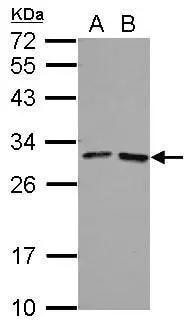FOLR4 Antibody
