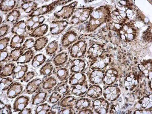 FOXI1 Antibody - BSA Free