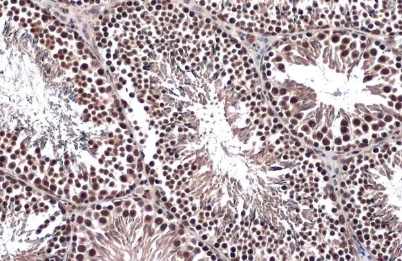 FOXO3 Antibody - BSA Free