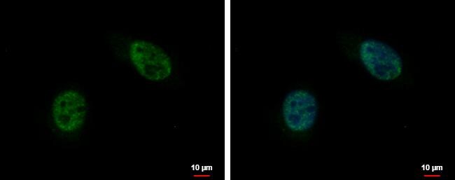 FRA10AC1 Antibody - BSA Free