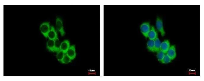 Frk Antibody - BSA Free