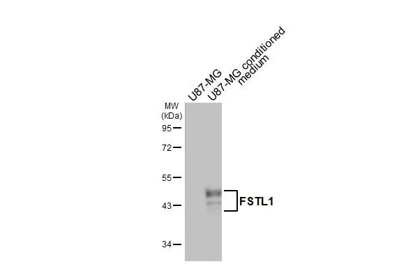Follistatin-like 1/FSTL1 Antibody - BSA Free