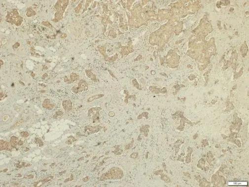 Follistatin-like 1/FSTL1 Antibody