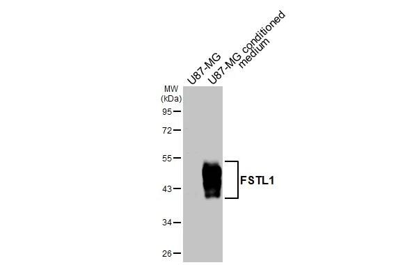 Follistatin-like 1/FSTL1 Antibody