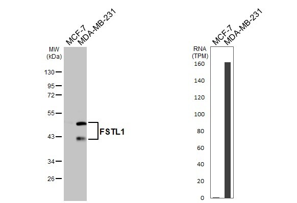 Follistatin-like 1/FSTL1 Antibody