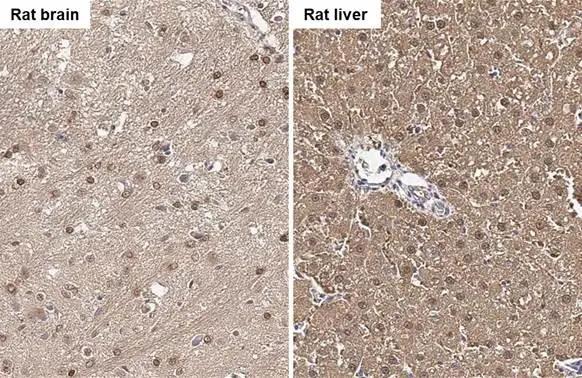 Fumarylacetoacetate hydrolase Antibody
