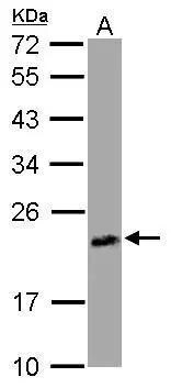 FUR1 Antibody - BSA Free