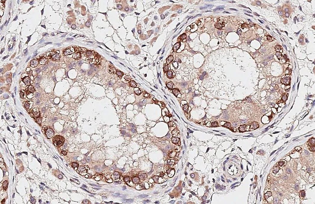 G3BP1 Antibody - BSA Free