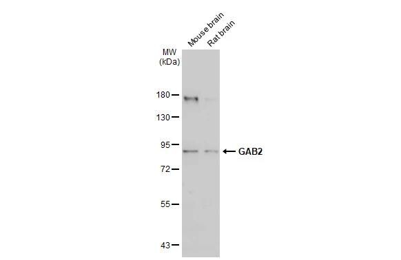 GAB2 Antibody