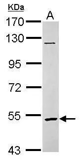 GABA-A R rho 2 Antibody