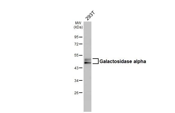 alpha-Galactosidase A/GLA Antibody - BSA Free