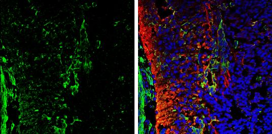 Galectin-1 Antibody - BSA Free